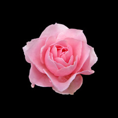 Beautiful pink rose isolated on a black background