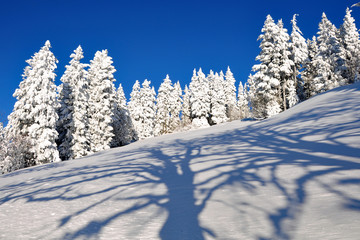 Obraz premium Schneelandschaft