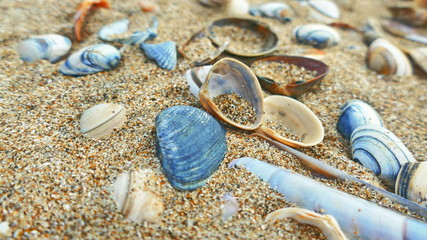 Muscheln am Sandstrand, Muscheln an Meer, Muscheln an der Küste, 