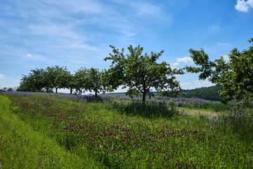 Wiese für Bienen mit Wiesenklee (Trifolium pratense) und Gilie , Sperrkrautgewächse (Polemoniaceae), auch Himmelsleitergewächse in Unterfanken