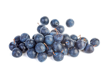 Few blackthorn berries