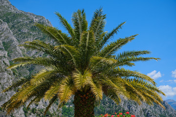 Fototapeta na wymiar Palm tree on the background of cliff and blue sky. Lake Garda, Italy
