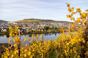 Bernkastel-Kues and the river Moselle in autumn with multi colored vineyard in the foreground