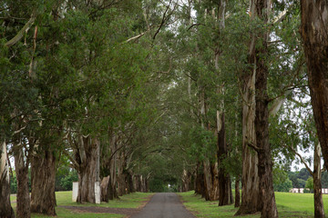 trees in the park