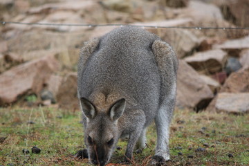 Macropus giganteus kangaroo in Australian Outback, Down under