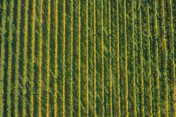 Autumn grape rows of yellow. Aerial view