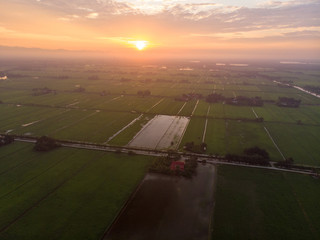Fototapeta premium An aerial shot of warming sunrise over the green paddy field. Noise existed in a drone photography.