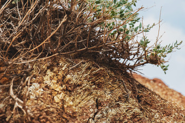 A semi-dry shrub grows on top of a clay cliff. The effect of film photo. Bright sunny day. Texture of petrified wood chips Dever. Crumbling rock. Background for design.