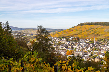 Autumn landscape with multi colored nature at Bernkastel-Kues on river Moselle