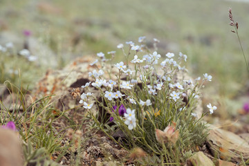 Delicate blue flowers growing on the slopes of the mountains. Landscape plants. Tunic of Saxifrage. Natural flowers.