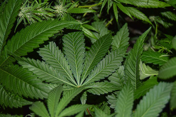 Naklejka na ściany i meble Background Texture of Marijuana Plants at Indoor Cannabis Farm of medical weed with flash light