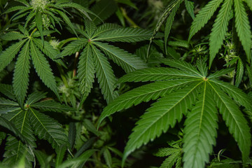 Fototapeta na wymiar Background Texture of Marijuana Plants at Indoor Cannabis Farm of medical weed with flash light
