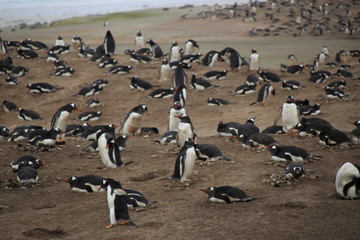 Fototapeta na wymiar Nistende Pinguin Kolonie - Falklandinseln Strand
