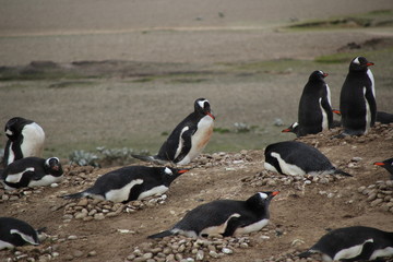 Naklejka premium Nistende Pinguin Kolonie - Falklandinseln Strand