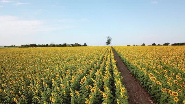 Top view from drone: Beautiful sunflower  field on summer with blue sky and white cloudy at Lop buri province,THAILAND
