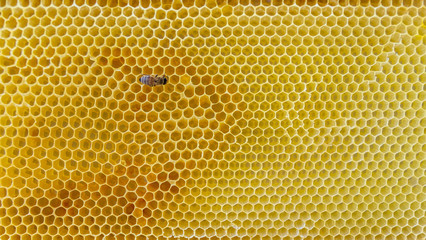 honey bee and honeycombs