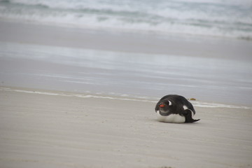 Pinguin liegt am Strand - Falklandinseln Saunders Island