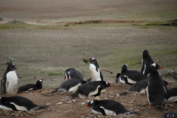 Nistende Pinguin Kolonie - Falklandinseln Strand