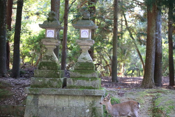 Nara Park in Nara Prefecture, Japan and the scenery of deer living in the park