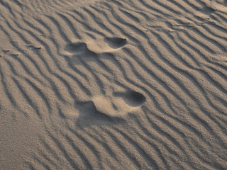 Ripples and footprints in the sand