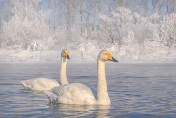 swans lake snow frost winter couple