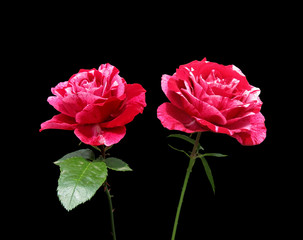 Two pink roses isolated on a black background