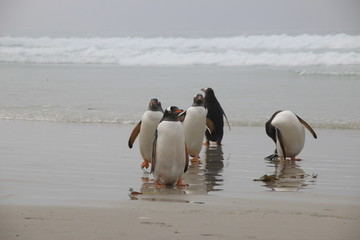Pinguine am Strand - Falklandinseln - Saunders Island
