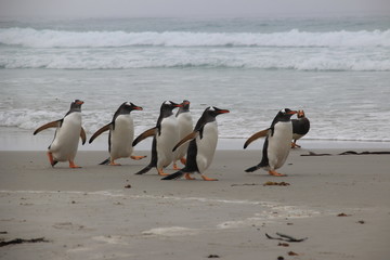 Pinguine am Strand - Falklandinseln - Saunders Island