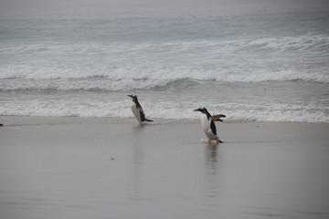 Pinguine am Strand - Falklandinseln - Saunders Island