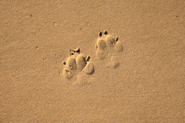 Fototapeta na wymiar Pfotenabdrücke im Sand