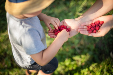 Mom gives fresh raspberry to her child in backyard garden