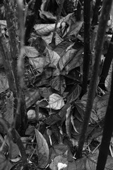 Schlamm Morast Blätter