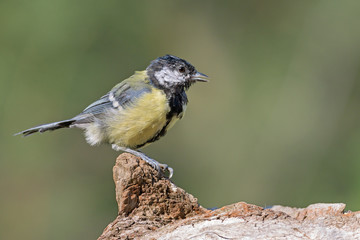 Mausernde Kohlmeise © Rita Priemer