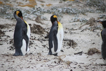 Königspinguine am Strand - Falklandinseln - Großer Pinguin