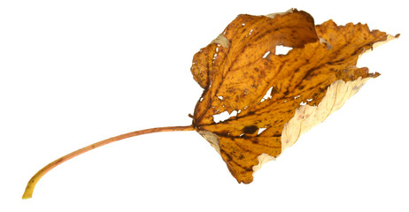 autumn leaf on white background