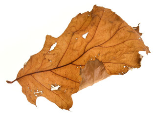 yellow leaf isolated on white background