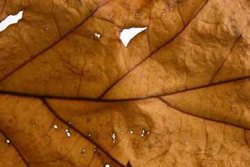 texture of autumn leaf