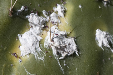 Dactylopius coccus cochineals scale insects this hemiptero also called carmine bug is a pest that is ending the prickly pears in much of Andalusia
