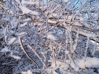 frost on the branches of tree in the forest