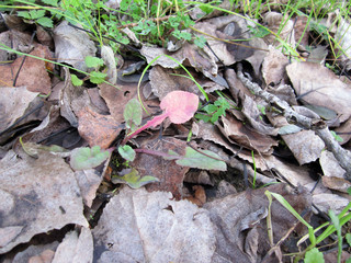 Fogliame su terreno, foglia rossa in autunno