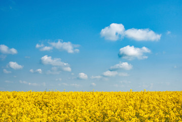 Harvest ready canola field under blue cloudy sky sunny day