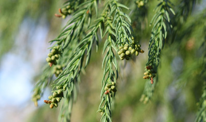 branch of thuja