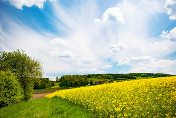Harvest ready canola field under blue cloudy sky sunny day