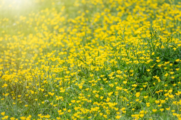 Obraz premium Green meadow with yellow wildflowers in the sunlight. Summer or spring background with copy space. Yellow flowers of buttercup mountain Ranunculus montanus.