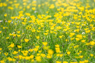 Fototapeta premium Green meadow with yellow wildflowers in the sunlight. Summer or spring background with copy space. Yellow flowers of buttercup mountain Ranunculus montanus.