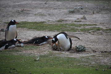 Nistende Pinguin - gentoo Eselspinguin - Falklandinseln