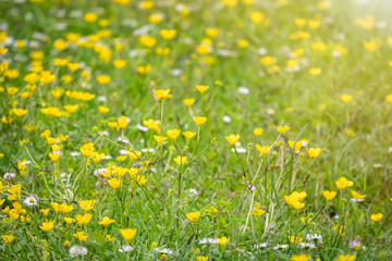 Green meadow with yellow wildflowers in the sunlight. Summer or spring background with copy space. Yellow flowers of buttercup mountain Ranunculus montanus.