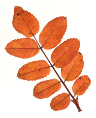 colorful autumn leaves