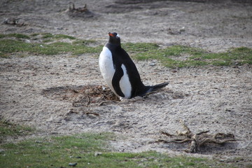 Fototapeta premium Nistende Pinguin - gentoo Eselspinguin - Falklandinseln
