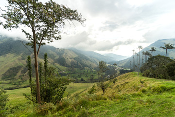 Panoramic Views of The Cocora Valley in Salento, Quindío, Colombia.